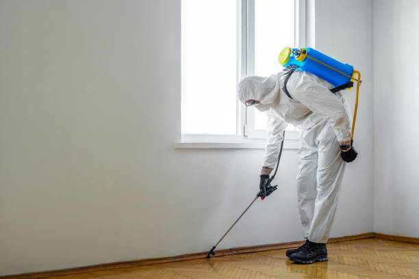 Best Wasp Removal Services  in Springhill, LA